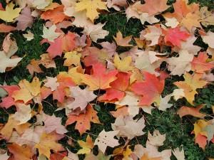 Fallen Leaves